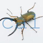 Cyclommatus monguilloni