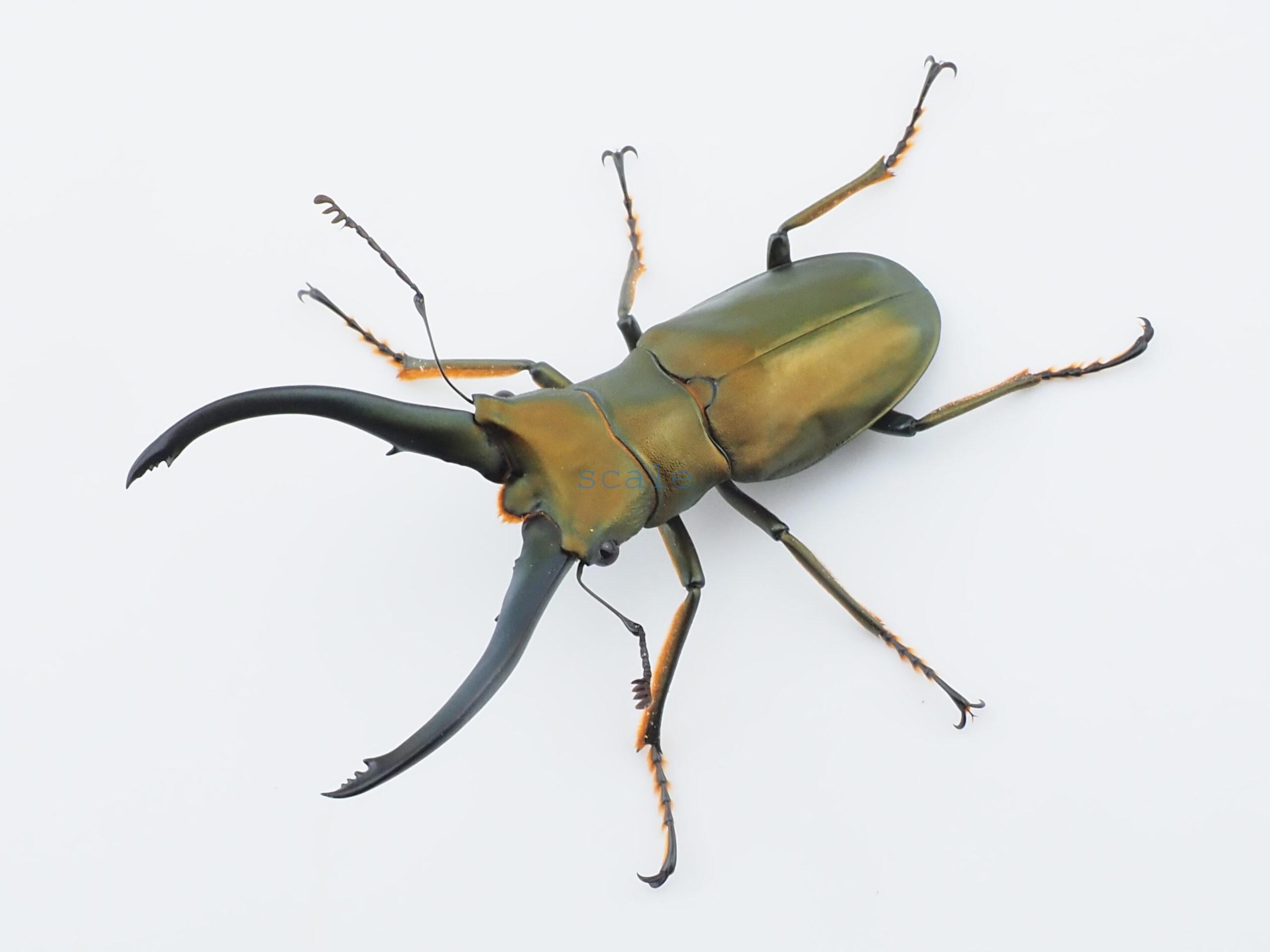 Cyclommatus monguilloni