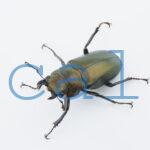 Cyclommatus monguilloni