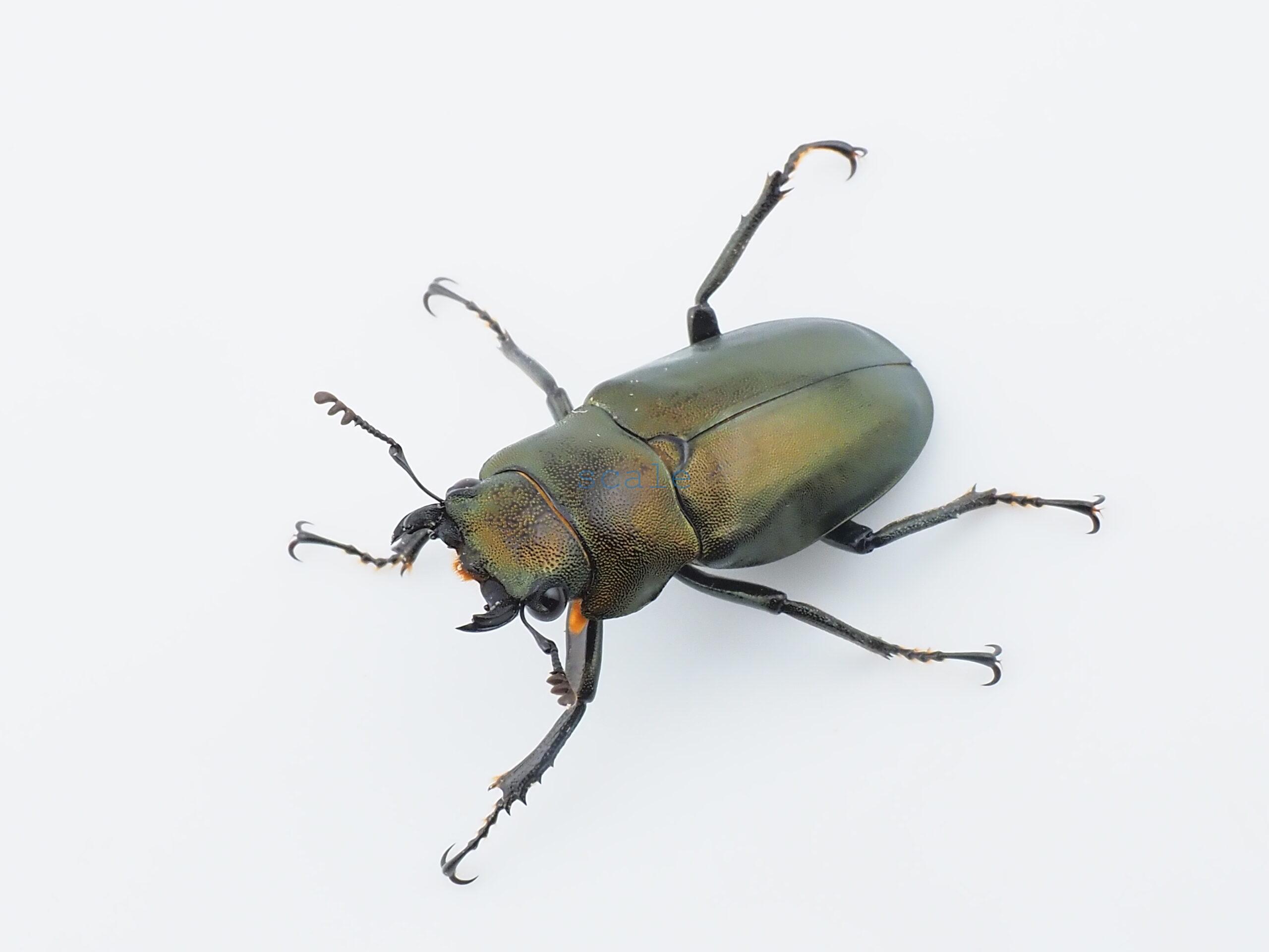 Cyclommatus monguilloni