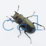 Cyclommatus monguilloni