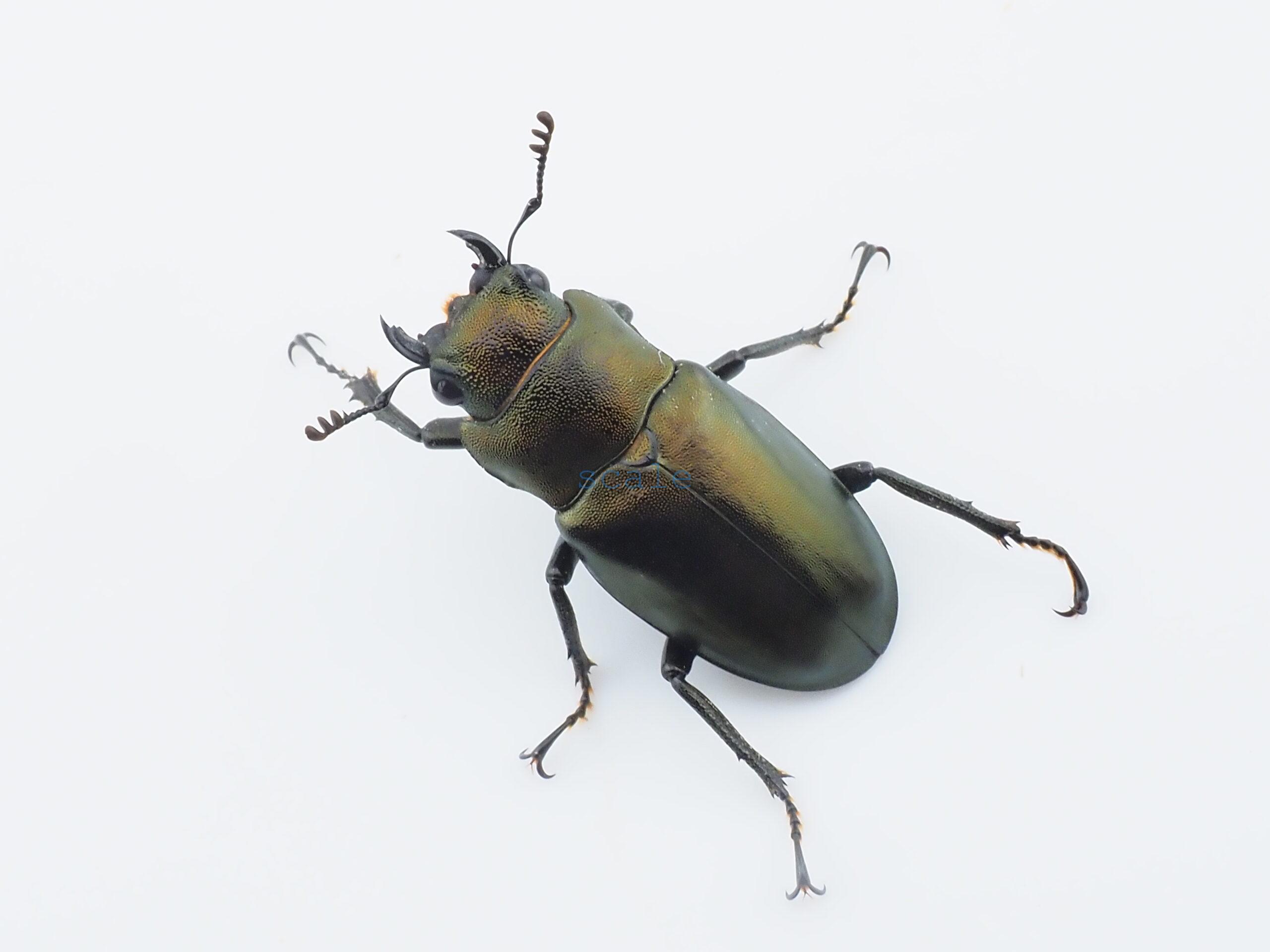 Cyclommatus monguilloni