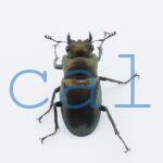 Cyclommatus monguilloni