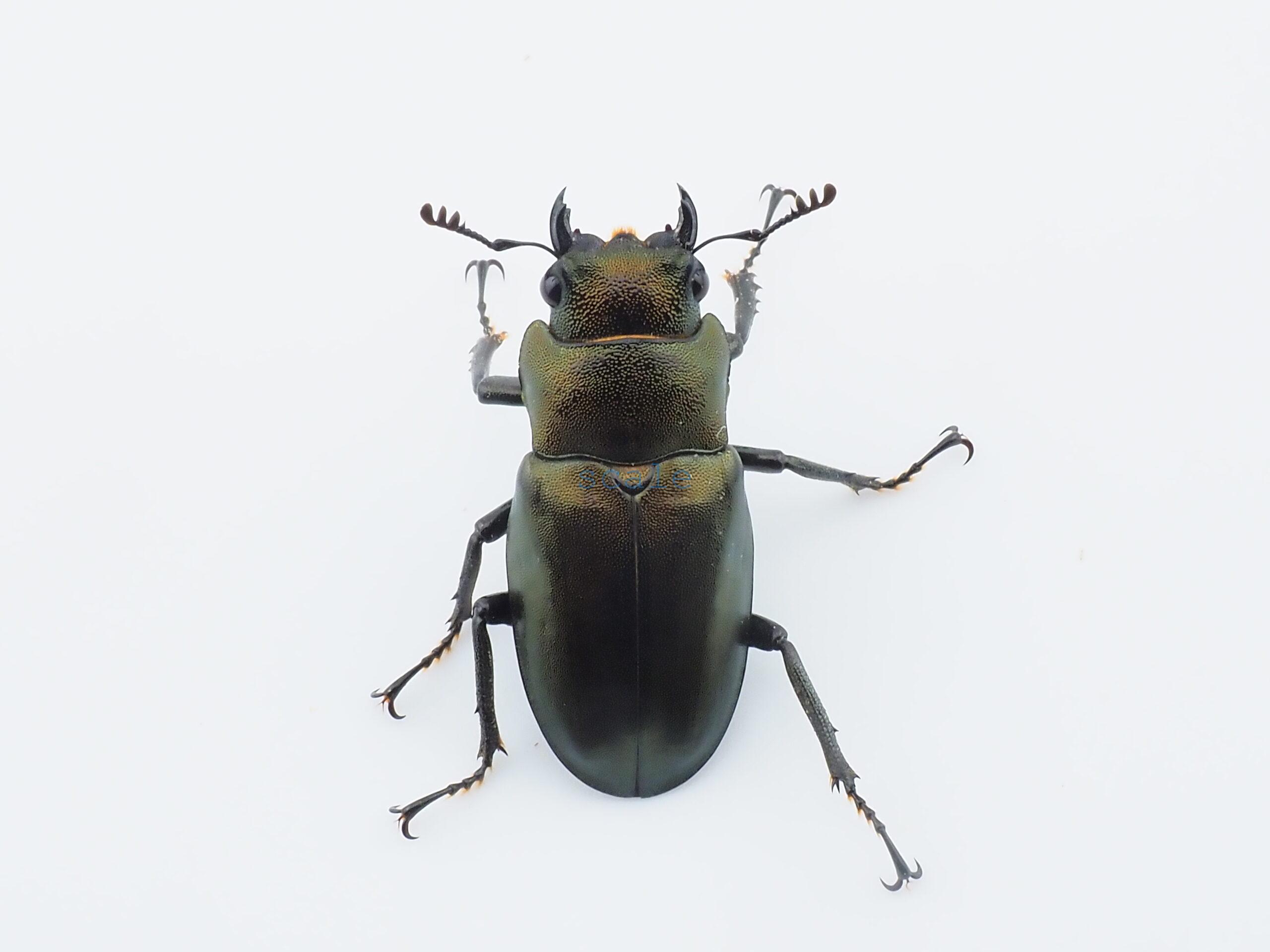 Cyclommatus monguilloni