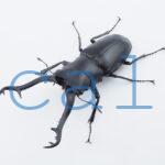 Prosopocoilus giraffa giraffa