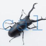 Prosopocoilus giraffa giraffa