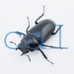 Prosopocoilus giraffa giraffa