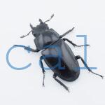 Prosopocoilus giraffa giraffa