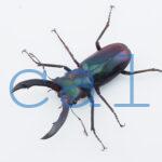 cmfinae1