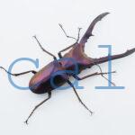 cmfinae3