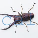 cmfinae3