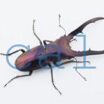 cmfinae2