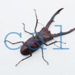 cmfinae2