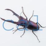 cmfinae1