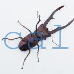cmfinae1