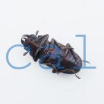 cmfinae1