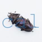 cmfinae3
