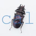 cmfinae4