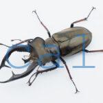 Lucanus cheni