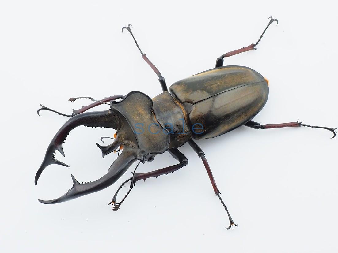 Lucanus cheni