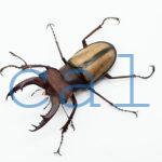 Lucanus laetus