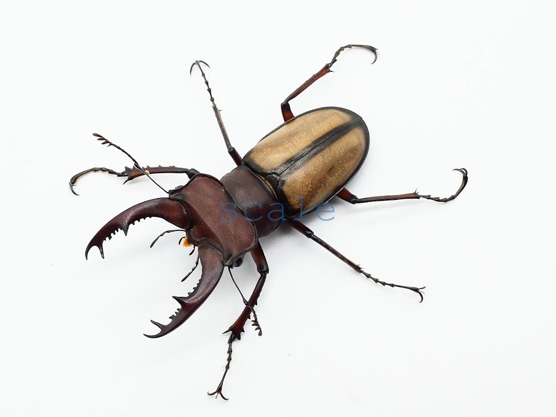 Lucanus laetus