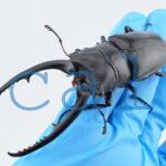 Prosopocoilus confuciusL