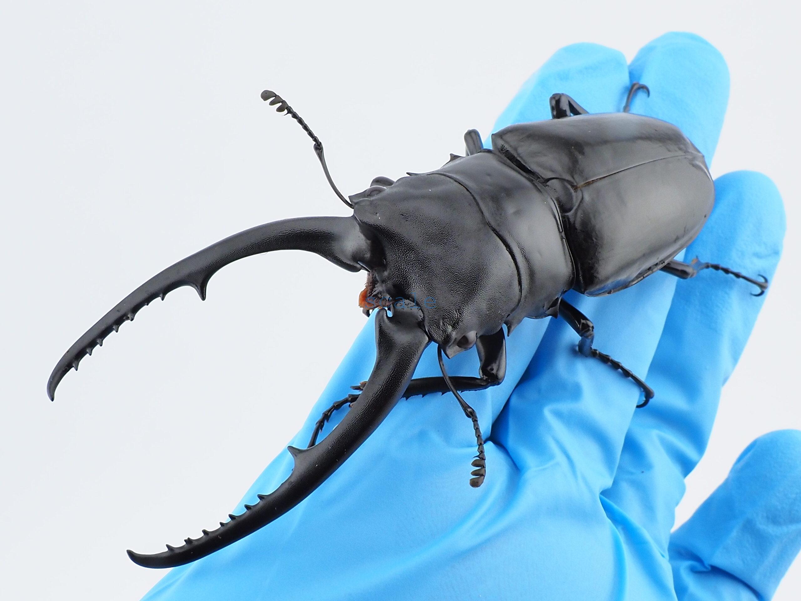 Prosopocoilus confuciusL