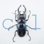 Odontolabis dalmanni intermediaN