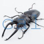 Odontolabis dalmanni intermediaN