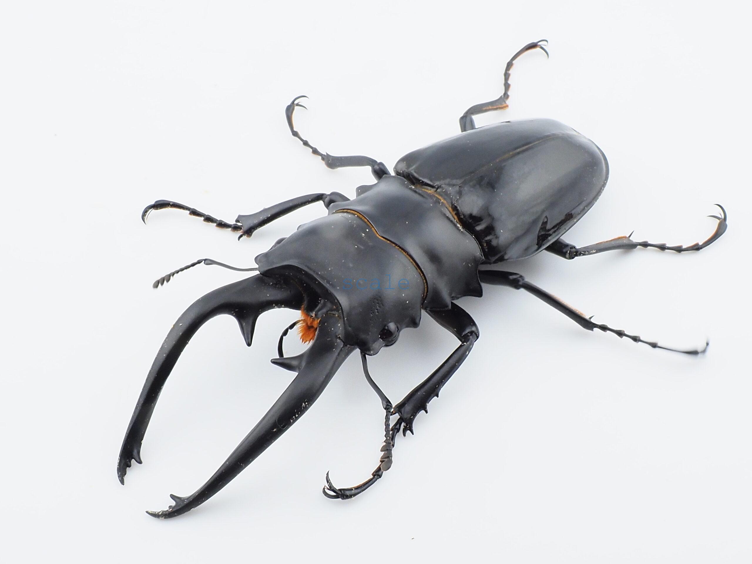 Odontolabis dalmanni intermediaN