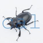 Odontolabis dalmanni intermediaN