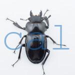 Odontolabis dalmanni intermediaN