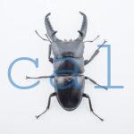 Dorcus titanus palawanicus 