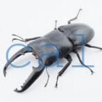 Dorcus titanus palawanicus 