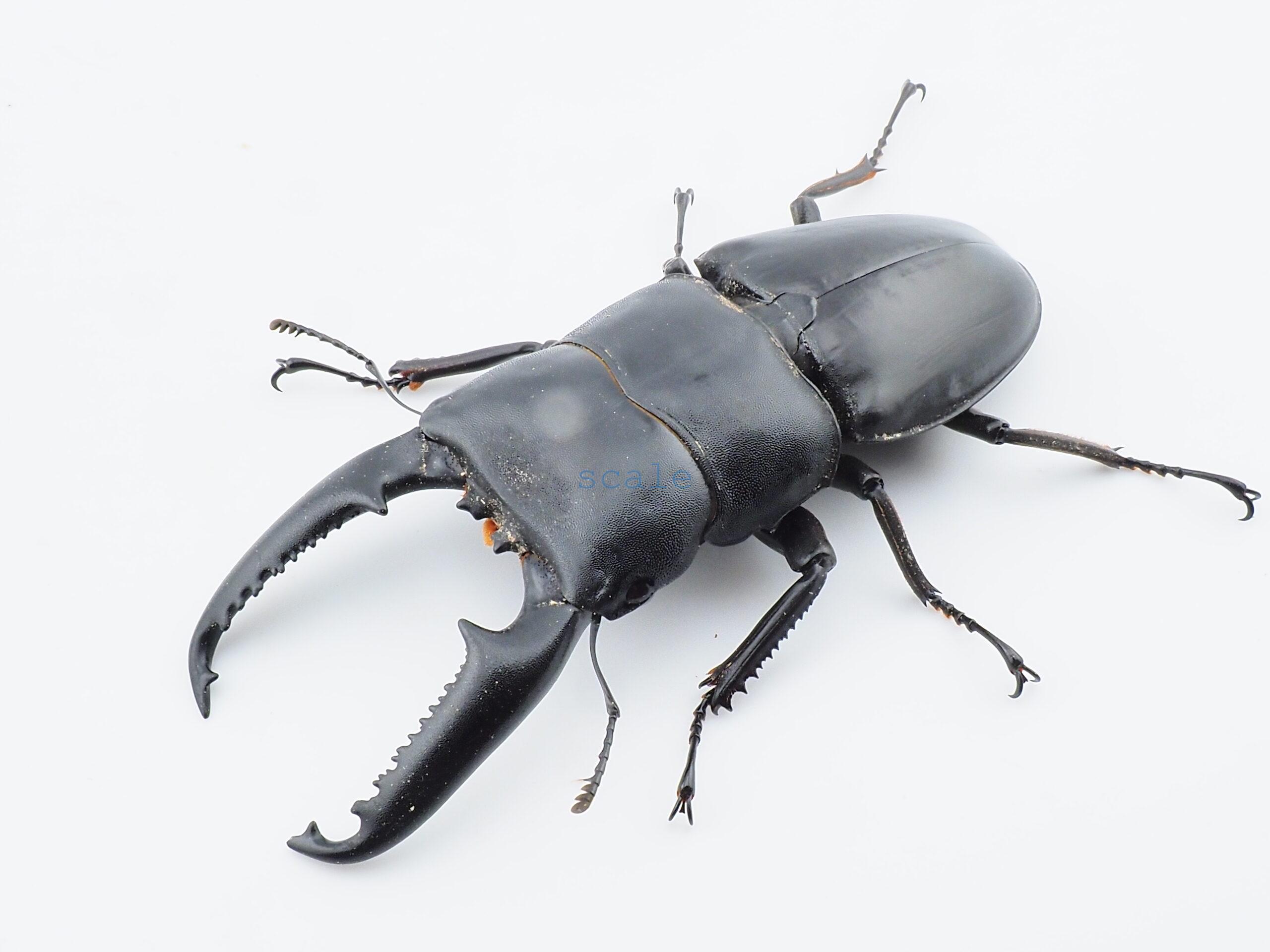 Dorcus titanus palawanicus 