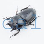 Dorcus titanus palawanicus