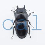 Dorcus titanus palawanicus 