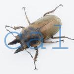 Allotopus moellenkampi moellenkampi