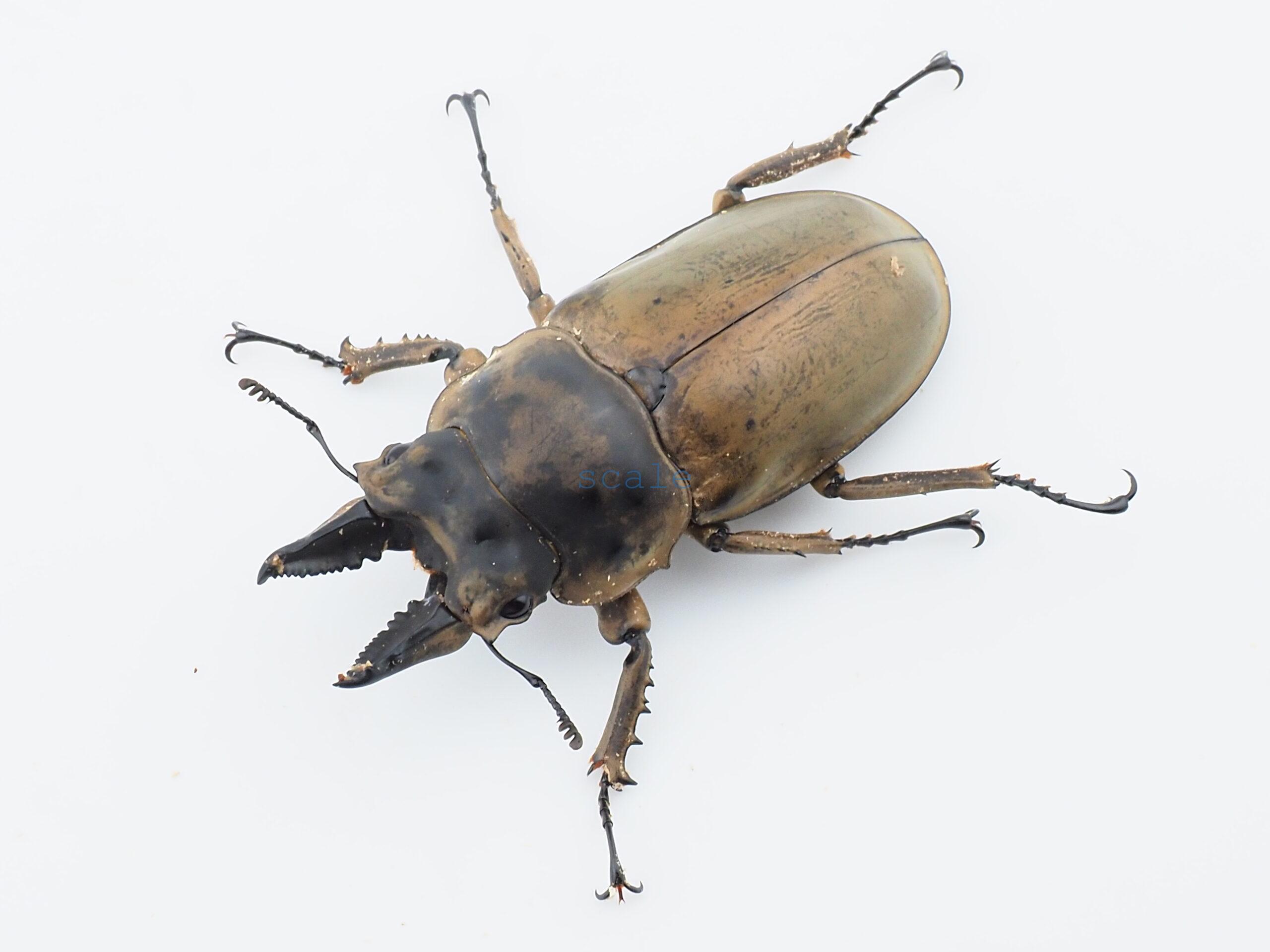 Allotopus moellenkampi moellenkampi