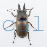 Allotopus moellenkampi moellenkampi