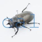 Allotopus moellenkampi moellenkampi