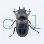 Allotopus moellenkampi moellenkampi