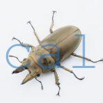 Allotopus moellenkampi moellenkampi2