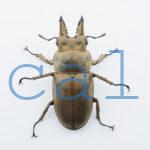 Allotopus moellenkampi moellenkampi2