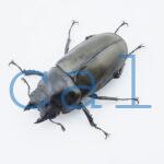 Allotopus moellenkampi moellenkampi2