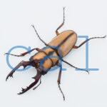 Prosopocoilus kannegieteri