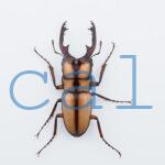 Prosopocoilus kannegieteri