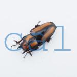 Prosopocoilus kannegieteri