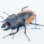 Odontolabis.cuvera.sinensisD➁